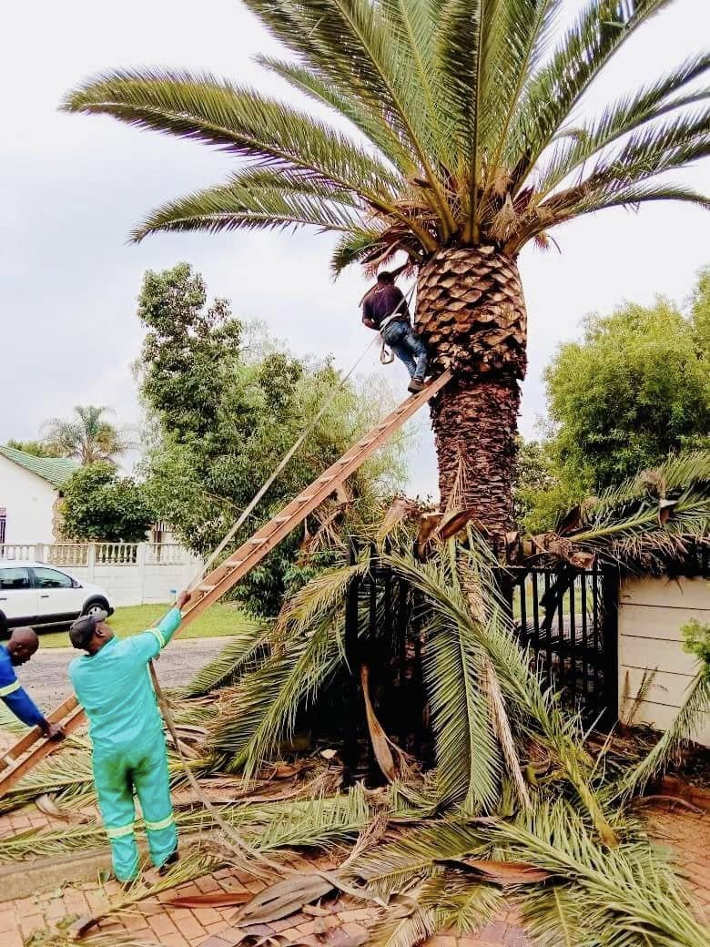 Palm tree cutting felling