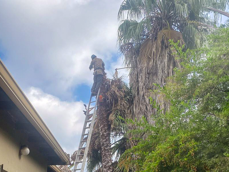 Palm tree cutting