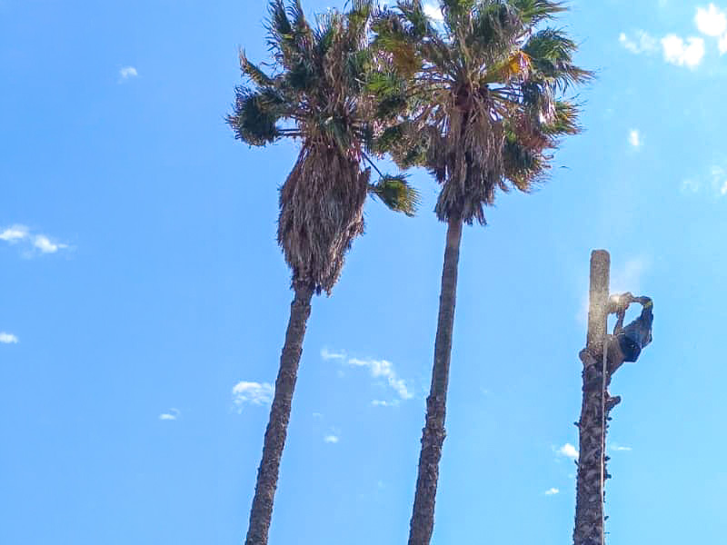 Palm tree cutting