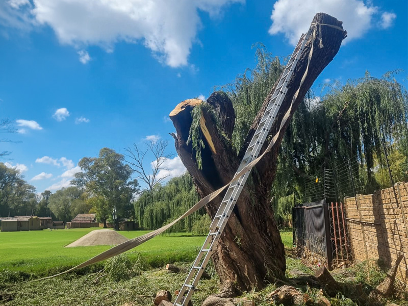 Tree cutting services