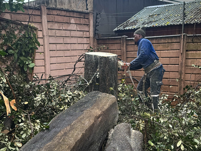 Tree Removal Services Johannesburg
