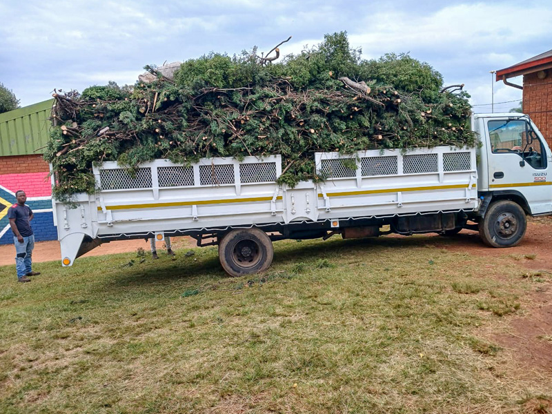Tree removal gauteng